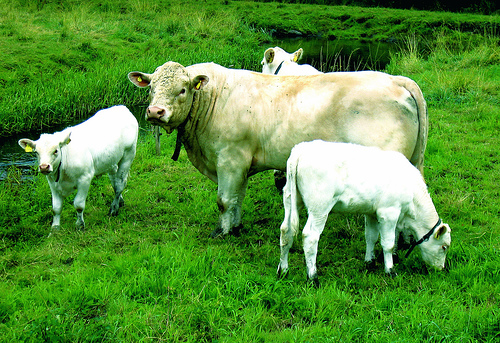 Climate-Friendly Cows Make Meat-Eating Less Bad 
